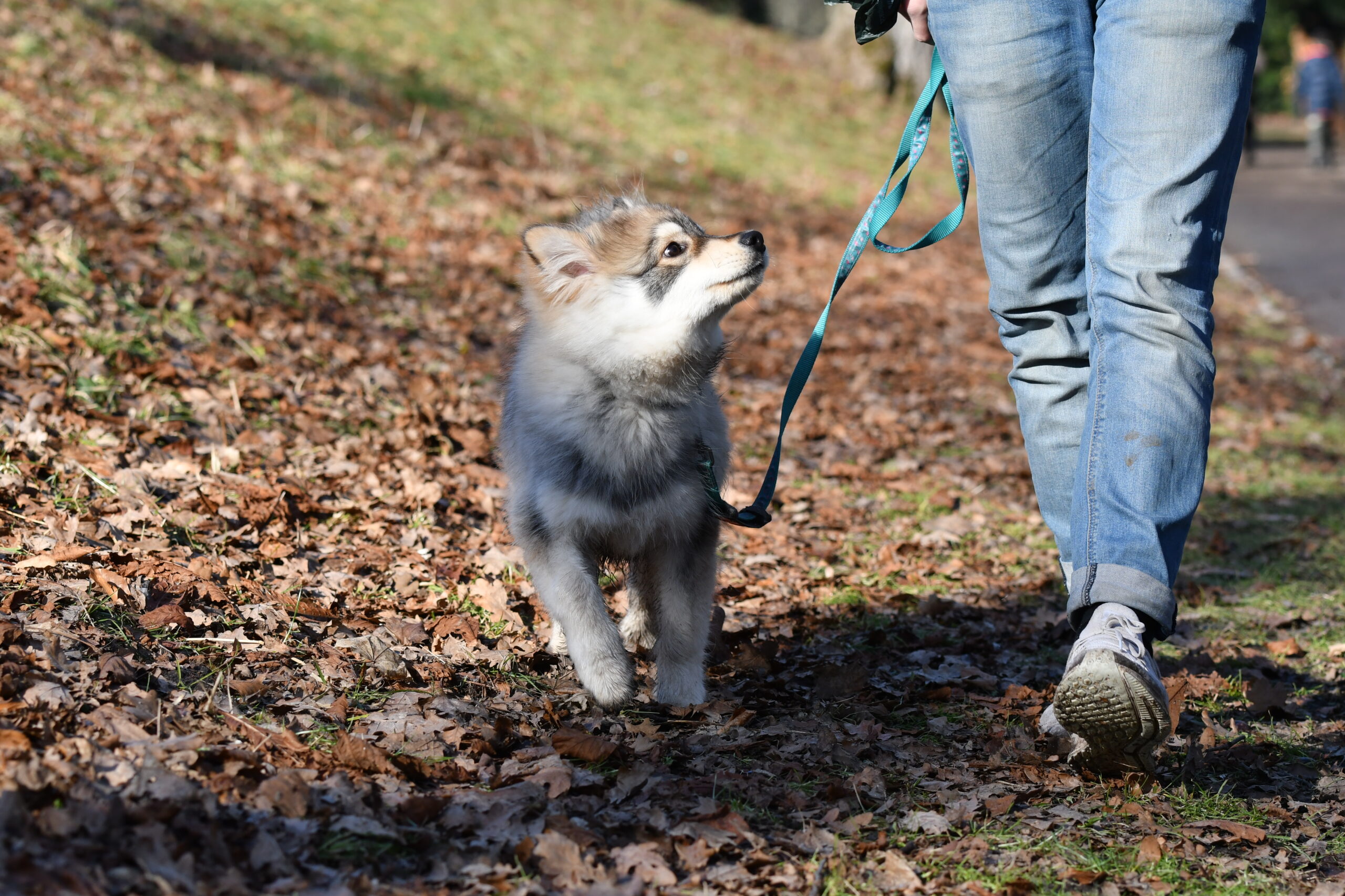 Walking on a leash: Puppies will learn how to walk on a leash without pulling or tugging.